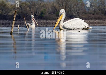 Pelicans birds as seen floating in the water in Kerkini lake in Serres region, Macedonia, Greece. The White Pelican bird is Dalmatian Pelican, Pelecanus Crispus of the Pelecanidae family known for the long beak, large throat pouch. Kerkini lake is an artificial water reservoir created in 1932, a very important location for birds around the world for migratory route flyway, one of the pemier birding sites in Greece and part of Ramsar Wetland, Convention on Wetlands of International Importance especially as Waterfowl Habitat treaty. April 2020 (Photo by Nicolas Economou/NurPhoto) Stock Photo