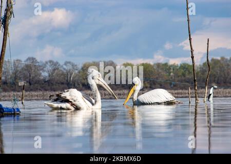 Pelicans birds as seen floating in the water in Kerkini lake in Serres region, Macedonia, Greece. The White Pelican bird is Dalmatian Pelican, Pelecanus Crispus of the Pelecanidae family known for the long beak, large throat pouch. Kerkini lake is an artificial water reservoir created in 1932, a very important location for birds around the world for migratory route flyway, one of the pemier birding sites in Greece and part of Ramsar Wetland, Convention on Wetlands of International Importance especially as Waterfowl Habitat treaty. April 2020 (Photo by Nicolas Economou/NurPhoto) Stock Photo