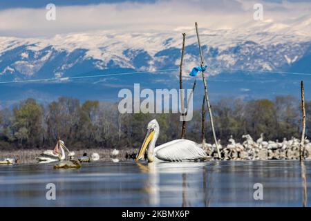 Pelicans birds as seen floating in the water in Kerkini lake in Serres region, Macedonia, Greece. The White Pelican bird is Dalmatian Pelican, Pelecanus Crispus of the Pelecanidae family known for the long beak, large throat pouch. Kerkini lake is an artificial water reservoir created in 1932, a very important location for birds around the world for migratory route flyway, one of the pemier birding sites in Greece and part of Ramsar Wetland, Convention on Wetlands of International Importance especially as Waterfowl Habitat treaty. April 2020 (Photo by Nicolas Economou/NurPhoto) Stock Photo