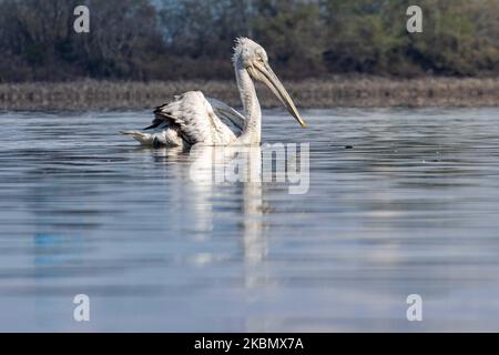 Pelicans birds as seen floating in the water in Kerkini lake in Serres region, Macedonia, Greece. The White Pelican bird is Dalmatian Pelican, Pelecanus Crispus of the Pelecanidae family known for the long beak, large throat pouch. Kerkini lake is an artificial water reservoir created in 1932, a very important location for birds around the world for migratory route flyway, one of the pemier birding sites in Greece and part of Ramsar Wetland, Convention on Wetlands of International Importance especially as Waterfowl Habitat treaty. April 2020 (Photo by Nicolas Economou/NurPhoto) Stock Photo