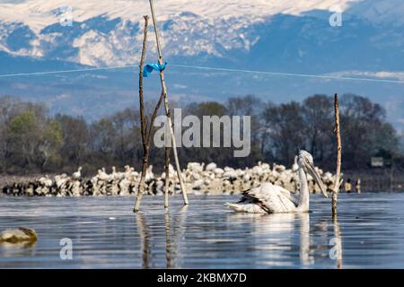 Pelicans birds as seen floating in the water in Kerkini lake in Serres region, Macedonia, Greece. The White Pelican bird is Dalmatian Pelican, Pelecanus Crispus of the Pelecanidae family known for the long beak, large throat pouch. Kerkini lake is an artificial water reservoir created in 1932, a very important location for birds around the world for migratory route flyway, one of the pemier birding sites in Greece and part of Ramsar Wetland, Convention on Wetlands of International Importance especially as Waterfowl Habitat treaty. April 2020 (Photo by Nicolas Economou/NurPhoto) Stock Photo