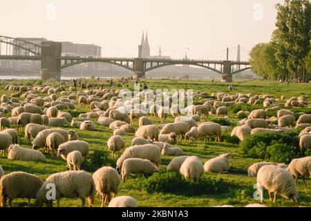 Hundreds of sheeps stay at the bank of rhine river for few weeks during spring time in Cologne, Germany, on April 26, 2020. (Photo by Ying Tang/NurPhoto) Stock Photo