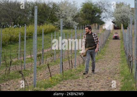 Marcin, from the Amonit Vineyard, located in Cianowice near Krakow, checking on the structure of vineyard. The family winyard covers 0.5 hectares and specializes in three varieties of grapes: Johanniter and Solaris (white wines) and Regent (red wines). Since the easing of the coronavirus restrictions in Poland, anyone working the land does not need to wear protective masks. Many people are trying to catch up on work lost during the lockdown. On Wednesday, April 29, 2020, in Cianowice near Skala, County Krakow, Poland. (Photo by Artur Widak/NurPhoto) Stock Photo