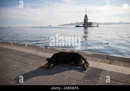 A stray dog lies down at empty coastal road around Maiden's Tower in Istanbul, Turkey on May 01, 2020. Turkey has taken a series of measures to prevent the spread of the virus including shutting schools, restaurants and other public spaces.There are also all-day weekend curfews in 31 cities including Istanbul, with a three-day lockdown from May 1, a public holiday. (Photo by Cem TekkeÅŸinoÄŸlu/NurPhoto) Stock Photo
