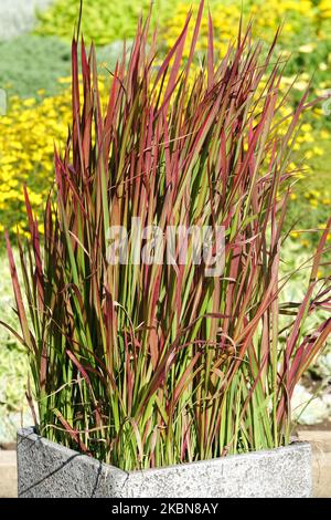 Imperata cylindrica, Growing In a pot, Late summer, Imperata 'Red Baron', Clump, Container, Beautiful, Grass Imperata cylindrica 'Red Baron' Stock Photo