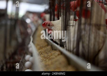 the chickens ara seen on a farm, in Beit Lahiya, in the northern Gaza Strip, on May 3, 2020. (Photo by Majdi Fathi/NurPhoto) Stock Photo