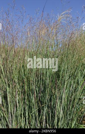 Switch Grass, Grows, Edging, Modern, Grasses, Perennial, Border, Plants, Panicum virgatum, Clump Stock Photo