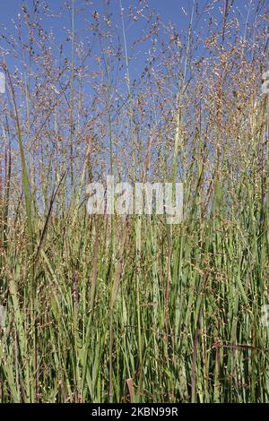 Clumps of Grasses, Garden, Perennial, Panicums, Switch Grass, Panicum virgatum 'Heiliger Hain', Switchgrass, Sky Stock Photo