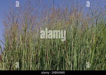 Switch Grass, Panicum virgatum 'Heiliger Hain', Switchgrass, Panicums, Grasses, Border, Growing, Garden Stock Photo