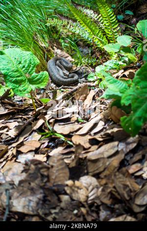 Gloydius himalayanus also known as the Himalayan pit viper snake or the Himalayan viper in the deodar forest. Foot hills of the Himalayas, Himachal Pr Stock Photo