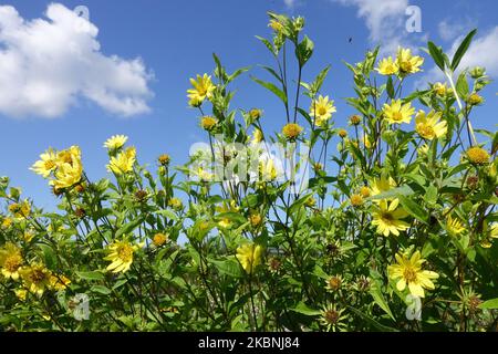 Small Wood Sunflower Helianthus microcephalus 'Lemon Queen' Helianthus Lemon Queen Stock Photo