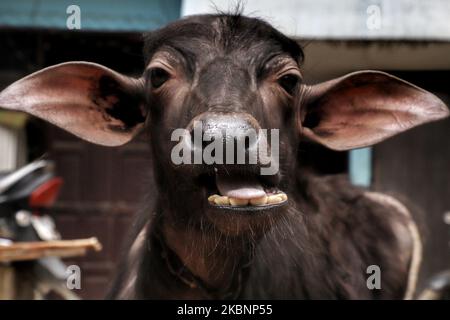 A male buffalo (bull) is seen in one of the dairy farms in New Delhi, India on 13 May 2020. (Photo by Nasir Kachroo/NurPhoto) Stock Photo