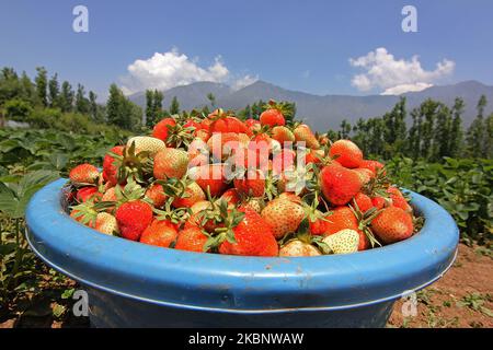 A bucket full of freshly harvested strawberries is seen in the farm on the outskirts of Srinagar on May 16, 2020.The farmers say that they are struggling to find buyers to sell their crop as the lockdown has taken a heavy toll on this year's crop. (Photo by Faisal Khan/NurPhoto) Stock Photo