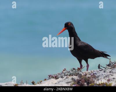 African oystercatcher or African black oystercatcher (Haematopus moquini), Western Cape. South Africa Stock Photo
