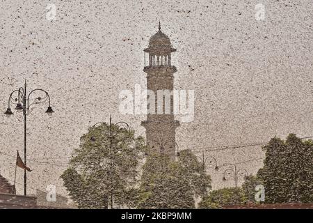 Swarms of locust attack in the walled city of Jaipur, Rajasthan, Monday ...