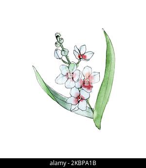 Australia flower sketch. flannel.Isolated on a white background. Stock Photo