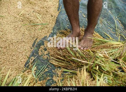 A man threshing rice paddy after harvesting, at a village in Kamrup ...