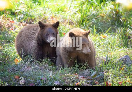 Cinnamon bear cubs sitting in the grass in autumn in Canada Stock Photo