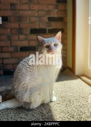 White cat sits on windowsill in rays of sun Stock Photo