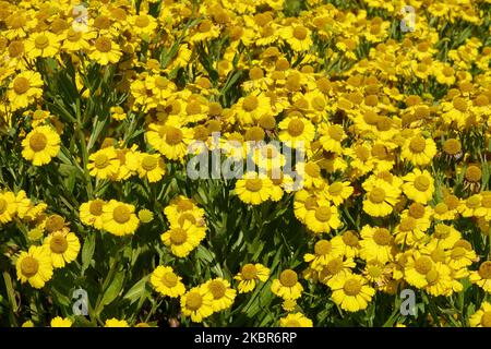 Yellow, Attractive, Flowers, Blooming, Garden, Flowering, Helenium 'Butterpat' Stock Photo