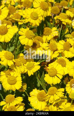 Helenium Butterpat, Yellow Helenium, Helens flower Stock Photo
