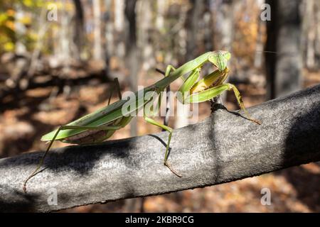 Chinese mantis looking at you - Tenodera sinensis Stock Photo