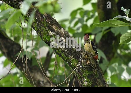 Fulvous-breasted woodpecker (Dendrocopos macei) seen around Tribhuwan University premises during partial ongoing nationwide lockdown as concerns about the spread of Corona Virus (COVID-19) at Kirtipur, Kathmandu, Nepal on Saturday, June 20, 2020. (Photo by Narayan Maharjan/NurPhoto) Stock Photo