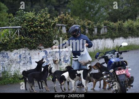 A Man feeding street dogs during partial ongoing nationwide lockdown as concerns about the spread of Corona Virus (COVID-19) at Kirtipur, Kathmandu, Nepal on Saturday, June 20, 2020. (Photo by Narayan Maharjan/NurPhoto) Stock Photo