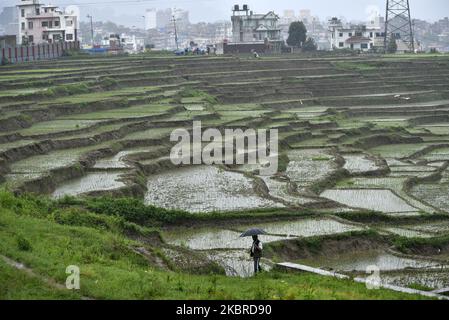 A farmer observes the Rice Plantation field during partial ongoing nationwide lockdown as concerns about the spread of Corona Virus (COVID-19) at Kirtipur, Kathmandu, Nepal on Saturday, June 20, 2020. (Photo by Narayan Maharjan/NurPhoto) Stock Photo