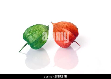 Young Green and Ripe Red Lampion, isolated with copyspace Stock Photo