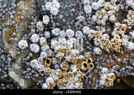 Barnacles, snails and kelp on a rock at low tide. Stock Photo