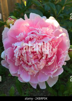 Close-up of a pink peony flower as the Summer season arrives in Toronto, Ontario, Canada, on June 20, 2020. (Photo by Creative Touch Imaging Ltd./NurPhoto) Stock Photo