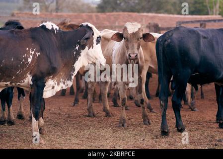 Livestock farm in Pedregulho, interior of Sao Paulo, Brazil, on June 26, 2020. (Photo by Igor Do Vale/NurPhoto) Stock Photo