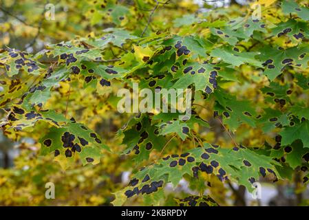 Maple leaves with Rhytisma tar spots in autumn Stock Photo