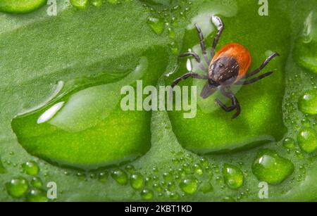 Black legged insect parasite deer tick in big water drop on a natural background. Ixodes ricinus. Close-up of female parasitic mite on wet green leaf. Stock Photo