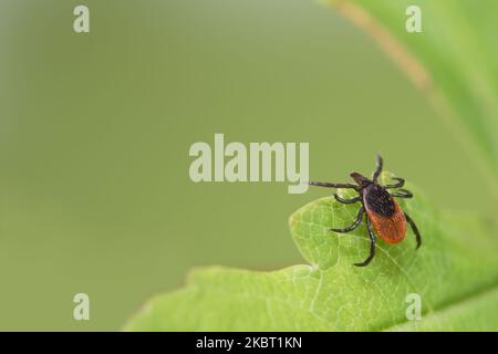 Parasitic deer tick waiting on green leaf with blurry nature background. Ixodes ricinus or scapularis. Closeup of hidden dangerous mite. Encephalitis. Stock Photo