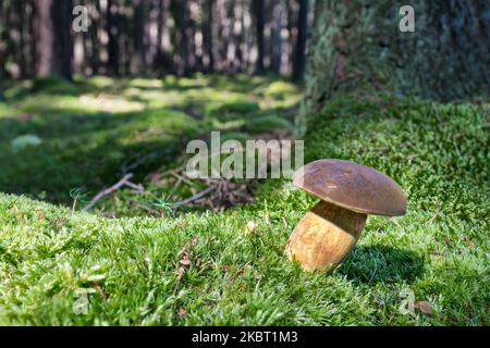 Beautiful pine or pinewood king bolete mushroom growing in nature green moss of autumn forest. Boletus pinophilus. Close-up of delicious edible fungus. Stock Photo
