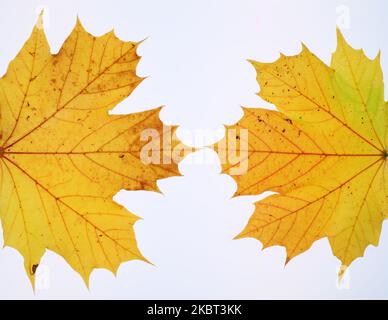 Frame of autumn leaves on white background, multicoloured leaves. High quality photo. Copy Space Stock Photo