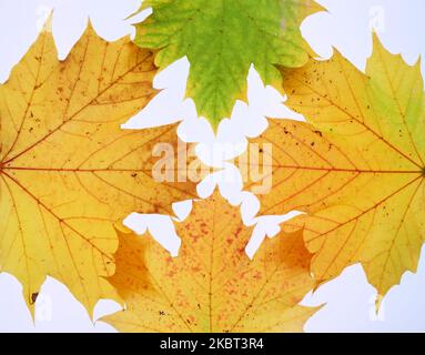Frame of autumn leaves on white background, multicoloured leaves. High quality photo. Copy Space Stock Photo