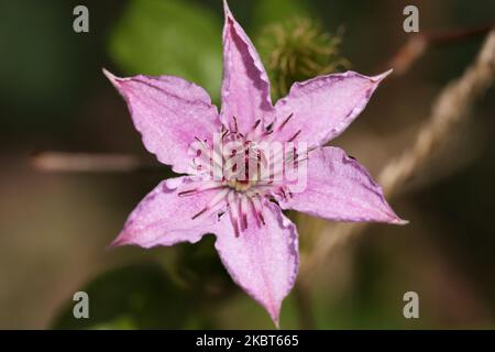 'Pink Fantasy' Clematis Flower Stock Photo