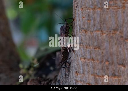 Halyomorpha halys mating on a tree, in Nea Artaki, on July 2, 2020. Colloquially also called stink beetles or BMSB (from the English name brown marbled stink bug)), the beetles are a type of tree bug that immigrated from China in the 2000s. (Photo by Wassilios Aswestopoulos/NurPhoto) Stock Photo