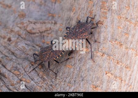 Halyomorpha halys mating on a tree, in Nea Artaki, on July 2, 2020. Colloquially also called stink beetles or BMSB (from the English name brown marbled stink bug)), the beetles are a type of tree bug that immigrated from China in the 2000s. (Photo by Wassilios Aswestopoulos/NurPhoto) Stock Photo