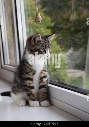 A 12 week old male mixed breed domestic short hair brown tabby and white kitten sitting on a windowsill with its rejection visible in the window Stock Photo