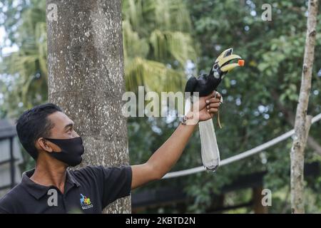 A zookeeper wears mask during new normal era at reopen Bali Zoo, Bali, Indonesia on July 11 2020. The government has opened tourism and public space in stages with the practice of health protocols to prevent the spread of coronavirus disease (Covid-19). The first stage is open for local tourism and planned to open for international tourism on September 2020. (Photo by Johanes Christo/NurPhoto) Stock Photo