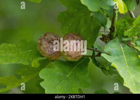 Close-up of large Galls on Common oak leaves created by gall wasp ...