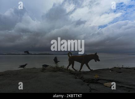 A dog is seen in the banks of Brahmaputra river as monsoon clouds gather in the sky, Guwahati, Assam, India on 18 July 2020. (Photo by David Talukdar/NurPhoto) Stock Photo