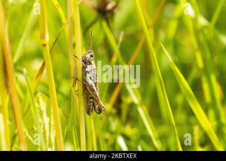 A small grasshopper stopping on a hay straw on a summery dry meadow in Estonia, Northern Europe Stock Photo