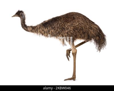 Adult emu bird aka Dromaius novaehollandiae, walking side ways. Isolated on a white background. Stock Photo