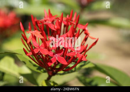 West Indian Jasmine (Ixora) flowers growing in Padmanabhapuram, Tamil Nadu, India on February 12, 2020. (Photo by Creative Touch Imaging Ltd./NurPhoto) Stock Photo