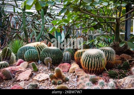 different types of cacti in a greenhouse Stock Photo